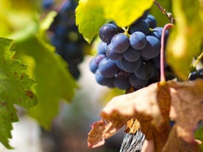 Plavac mali - autohtona sorta Pelješkog poluotoka