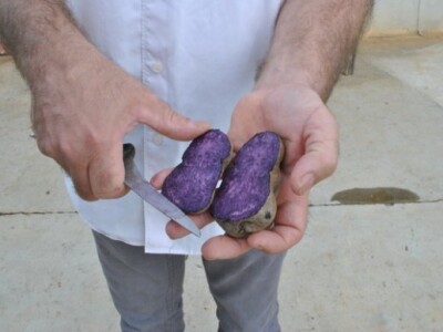 Uzgoj alternativnih kultura