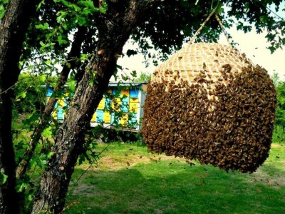 Pletara je stari oblik košnice koji danas služi za hvatanje rojeva