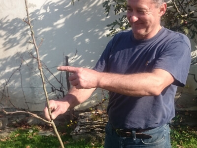 Sadnica stare sorte kruške jeribasme