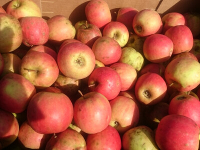 Kasna sorta jabuke pink lady