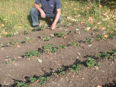 Jesenska sadnja jagoda