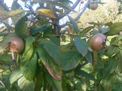 Sočni plodovi mušmule