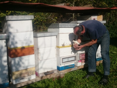 Košnice su pripremljene za zimovanje