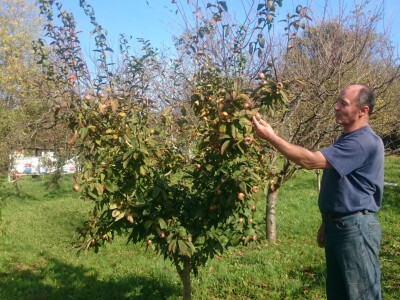 Mušmula dobro urodila