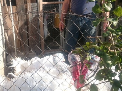 Obitelj pletikosa uzgaja i pure