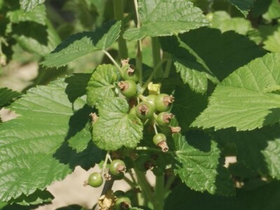 Plod crne ribizle je veoma zdrav Plod crne ribizle je veoma zdrav