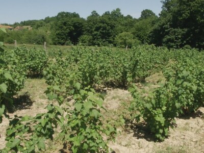 Plod crne ribizle je veoma zdrav Plod crne ribizle je veoma zdrav