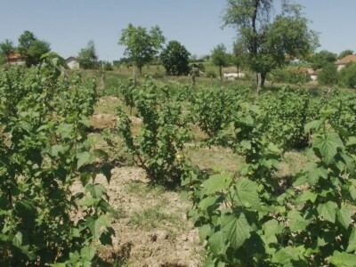 Plod crne ribizle je veoma zdrav Plod crne ribizle je veoma zdrav