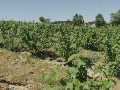 Plod crne ribizle je veoma zdrav Plod crne ribizle je veoma zdrav