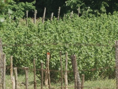 Plod crne ribizle je veoma zdrav Plod crne ribizle je veoma zdrav