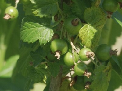 Plod crne ribizle je veoma zdrav Plod crne ribizle je veoma zdrav