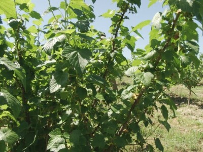 Plod crne ribizle je veoma zdrav Plod crne ribizle je veoma zdrav