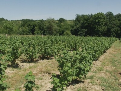 Plod crne ribizle je veoma zdrav Plod crne ribizle je veoma zdrav