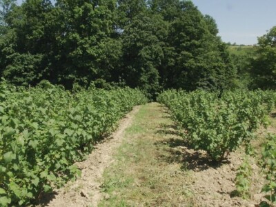 Plod crne ribizle je veoma zdrav Plod crne ribizle je veoma zdrav