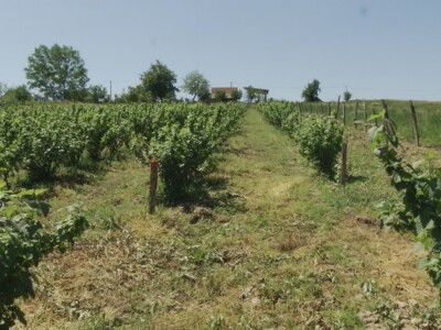 Plod crne ribizle je veoma zdrav Plod crne ribizle je veoma zdrav