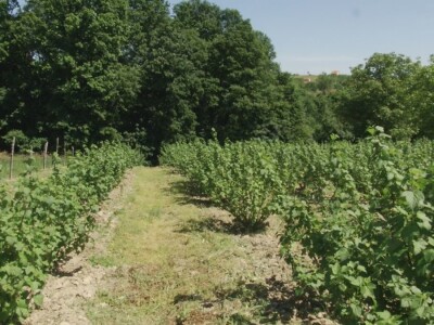 Plod crne ribizle je veoma zdrav Plod crne ribizle je veoma zdrav