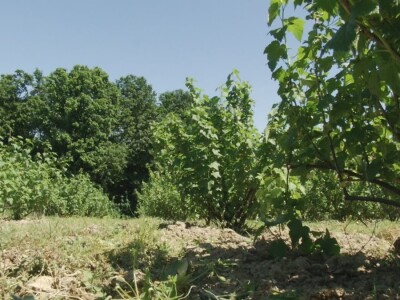 Plod crne ribizle je veoma zdrav Plod crne ribizle je veoma zdrav