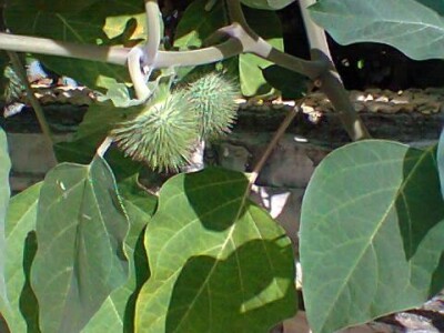 Plod Datura innoxia srpanj 2014 Srima