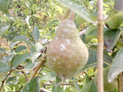 Primjena kaolinske gline u zasadima krusaka Primjena kaolinske gline u zasadima krusaka