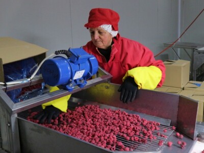 Maline i kupine sa planinskih srebreničkih plantaža stigle do Čilea i Kanade