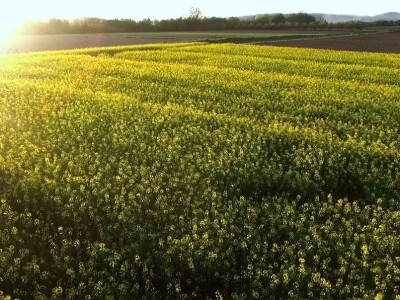 Plodna polja Zlatne doline snimljena dronom