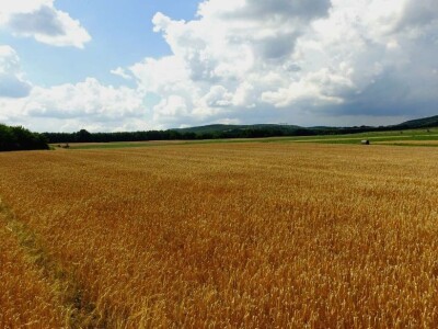 Plodna polja Zlatne doline snimljena dronom