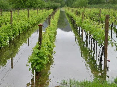Plodno vrgoračko tlo pretvoreno u jezero