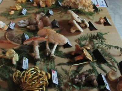 Plodovi gorja Gorskog kotara Plodovi gorja Gorskog kotara