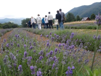 Plodovi gorja Gorskog kotara Plodovi gorja Gorskog kotara