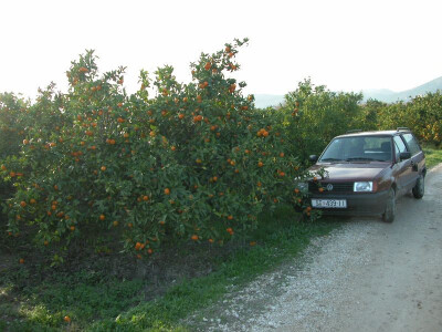 Plodovi mandarina čekaju berače