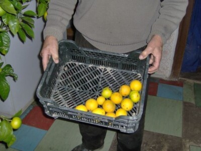 Plodovi mandarina su manji od kupovnih, ali netretirani nikakvim sredstvima