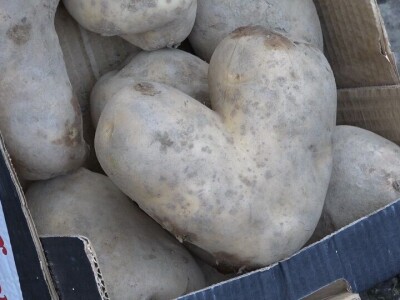 Plodovi Rađevine - promocija zdravih proizvoda, sela i poljoprivrede