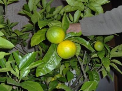 Plodovi Stjepanove mandarine