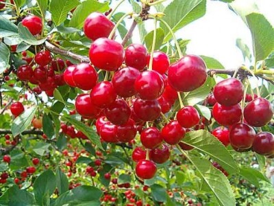 Plodovi višnje u Zagori