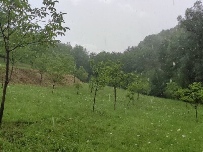 Ekološki nasadi oraha