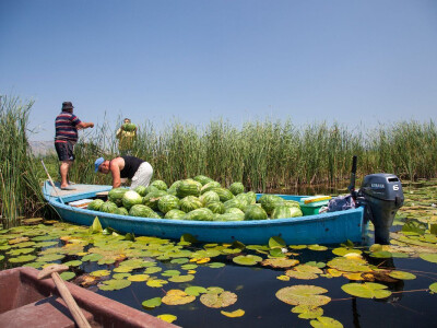Plovilice osnovno sredstvo izvlačenja ubranih lubenica Plovilice osnovno sredstvo izvlačenja ubranih lubenica