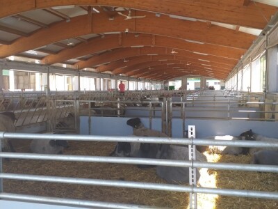 Po dobar kiseljak, pogaču i ovcu ide se u srce BiH