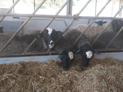 Po dobar kiseljak, pogaču i ovcu ide se u srce BiH