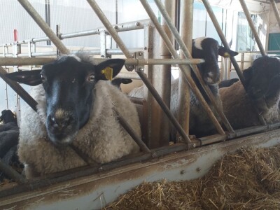 Po dobar kiseljak, pogaču i ovcu ide se u srce BiH