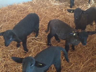 Po dobar kiseljak, pogaču i ovcu ide se u srce BiH