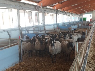 Po dobar kiseljak, pogaču i ovcu ide se u srce BiH