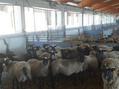 Po dobar kiseljak, pogaču i ovcu ide se u srce BiH