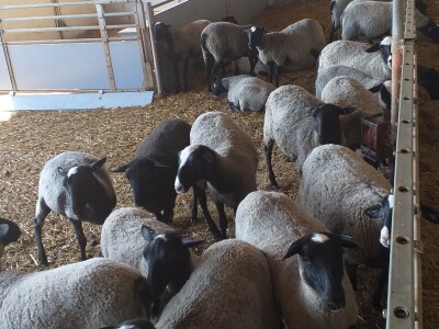 Po dobar kiseljak, pogaču i ovcu ide se u srce BiH