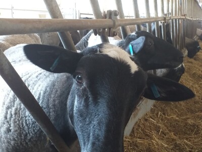 Po dobar kiseljak, pogaču i ovcu ide se u srce BiH