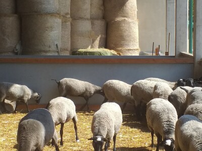 Po dobar kiseljak, pogaču i ovcu ide se u srce BiH