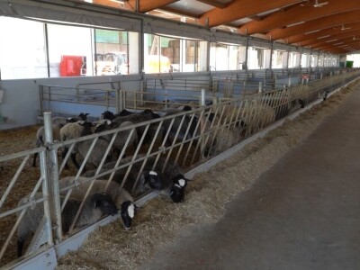 Po dobar kiseljak, pogaču i ovcu ide se u srce BiH