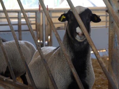 Po dobar kiseljak, pogaču i ovcu ide se u srce BiH