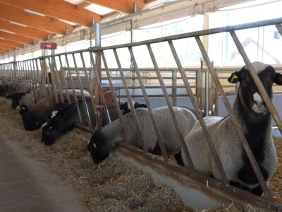 Po dobar kiseljak, pogaču i ovcu ide se u srce BiH