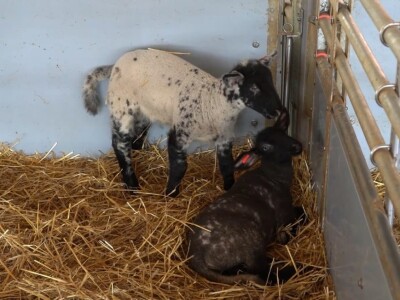 Po dobar kiseljak, pogaču i ovcu ide se u srce BiH